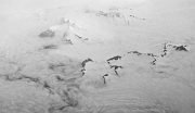 Flight To Anchorage 4964bw